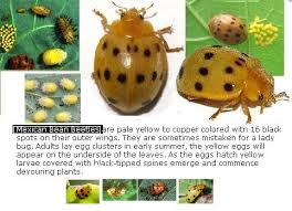 Check spelling or type a new query. 9 Beetles Found In The Garden Identification Pictures Luv2garden Com