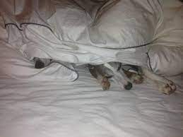 Er mag die soziale nähe und versteht nicht, warum er diese nähe nicht mehr genießen darf. Hunde Im Bett Das Problem Lumpi4 De Hundemagazin