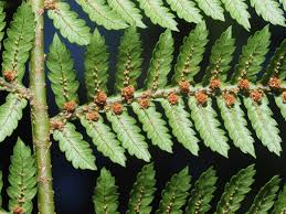 Image result for Cyathea capensis