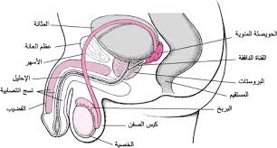 العيوب الخلقية في الأعضاء التناسلية قضايا صح ة الأطفال دليل Msd الإرشادي إصدار الم ستخد م