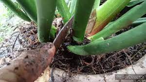 Choose the one that corresponds to your region or area of interest from the list. How I Propagate My Philodendron Lynette Plant Neliz Youtube