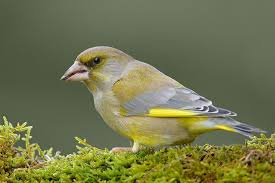 Grunfink Mannchen Grunfink Heimische Vogel Vogel Als Haustiere