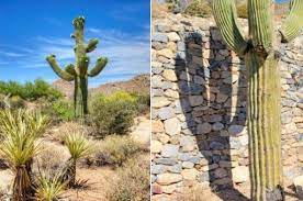 Was this taken somewhere in saguaro national park east or west? Identifying Common Arizona Cacti Prickly Pear Saguaro Jumping Cholla And More Homes For Sale Real Estate In Scottsdale Az Az Golf Homes