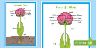 The pistil is the female reproductive part of a flower and is typically located in the center section of the flower. What Are The Parts Of A Plant Ks2 Answered Twinkl Teaching Wiki