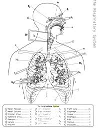Download Anatomy The Respiratory System Anatomy Coloring Book Respiratory System Anatomy And Physiology