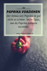 Früchte sind grün oder rot mittelgroß, kräftige pflanze, hoch. Paprika Vorziehen 6 Tipps Fur Die Anzucht Von Paprika