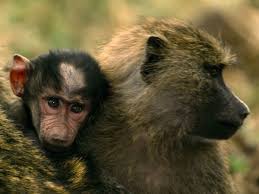 Do You Think Buddy Knows About His Bald Spot Monkey Pictures Baboon Animals