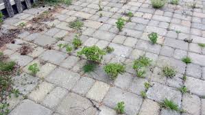 Check spelling or type a new query. How To Use Bleach To Kill Weeds Between Pavers 12 Tomatoes