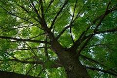 Image result