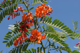 Image result for Sesbania cinerascens