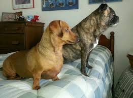 We also offer vaccinations, preventative care, and much more. Abc Pet Clinic Vijayawada Affordable Pet