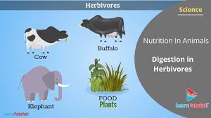 Nutrition In Animals Class 7 Science Digestion In Herbivores Youtube