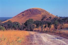 Image result for Cheilanthes angustifrondosa