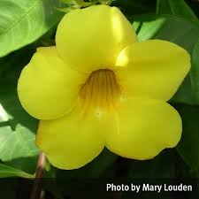 Yellow Allamanda Allamanda Cathartica Qpic