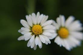 Ganseblumchen Ganseblumchen Natur Fotografie