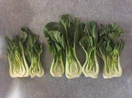 E' di origine asiatica ma oggi giorno si trova anche in europa, più specificatamente in olanda. Pak Choi Il Cavolo Cinese Dalle Mille Risorse Orti Della Brianza