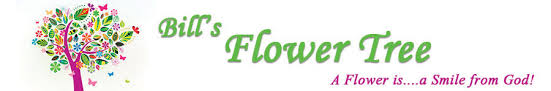 Maybe you would like to learn more about one of these? Albany Florist Flower Delivery By Bill S Flower Tree