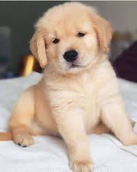 High energy, playful australian labradoodles are affectionate. This Little Guy Is Way Too Cute To Share What Would You Name Him In 2021 Very Cute Dogs Very Cute Puppies Baby Dogs