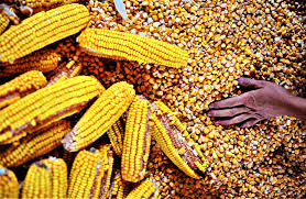 Nimeni nu ştie cu exactitate cine. Cand A Fost Adus Porumbul In Romania È™i Cat De TradiÈ›ionalÄƒ Este De Fapt MÄƒmÄƒliga