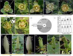 Check spelling or type a new query. Morphological Phenological And Transcriptional Analyses Provide Insight Into The Diverse Flowering Traits Of A Mutant Of The Relic Woody Plant Liriodendron Chinense Horticulture Research