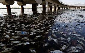 Scientists Discover Swirling Oxygen Depleted Dead Zones In North Atlantic World Water Day Water Day World Water