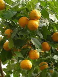 Image result for Citrus × aurantium