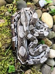 Cay caulker boa constrictor imperator. Boa Species Subspecies Reptifiles Llc Red Tailed Boa Care Guide