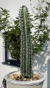 Image result for Euphorbia confinalis