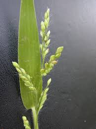 Image result for Urochloa leersioides
