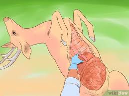 The key to safe and efficient field dressing is a sharp, sturdy knife. How To Field Dress A Deer Wikihow