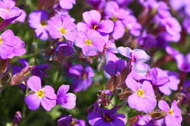Check spelling or type a new query. Bildagentur Pitopia Bilddetails Blaukissen Andtam Bild 1977919 Blaukissen Aubrieta Brassicales Aubrietien Blute Blume Arabideae Rosiden Eurosiden Ii Kreuzblutlerartige Brassicaceae Kreuzblutengewachse Gartenblume Garten Pflanze