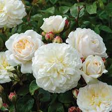 Tranquility David Austin Roses Shrub Rose Very Florifereous And Notable For The Perfection Of Its Flowers An A David Austin Roses David Austin Austin Rose