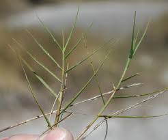 Image result for Sporobolus spicatus