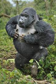 If he got the answer right,. What Should I Do If A Gorilla Charges What To Do If A Gorilla Charges