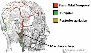 Blood vessels and lymph nodes. Blood Vessels And Lymphatics Of The Head And Neck Teachmeanatomy