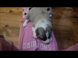 Central Asian Shepherd Puppy For Sale Michigan Shepherd Puppies Puppies For Sale Puppies