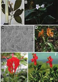 Image result for Acanthopale pubescens