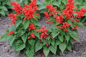 Deer avoid this plant, as it contains toxins. Annuals For Part To Full Shade Beyond Impatiens And Petunias U Of I Extension