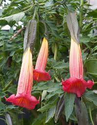 Image result for Brugmansia