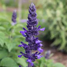 Image result for Salvia