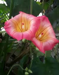 Image result for Stictocardia beraviensis