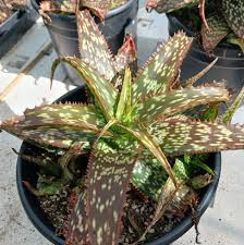 Image result for Aloe pienaarii