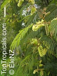 Image result for Leucas capensis