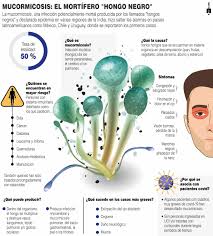 Mucormicosis se adquiere cuando las esporas producidas por el moho se. Infografia Mucormicosis El Mortifero Hongo Negro Boyaca 7 Dias