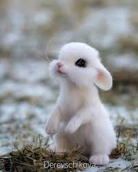 Animals Cute Animal Pictures Fluffy Animals Baby Animals Super Cute