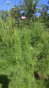 Image result for Kohautia ramosissima