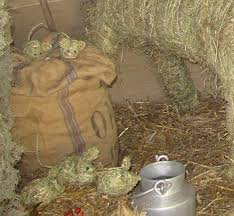 pin by barbel anwald on bastelideen crafts art painting