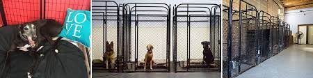 Sit, stay, down, come, and walk. Chicago Loop The Loop Dog Boarding K9 University Chicago