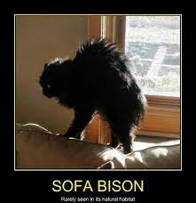 Haha Sofa Bison Dont Care Who U Are Thats Funny Right There Meme By Ozbawky Memedroid