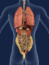 Image result for internal organs
